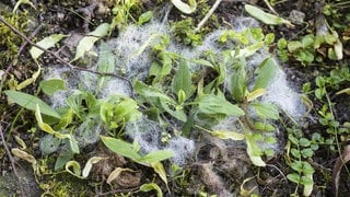 Schafwolle liegt zwischen einer Pflanze im Garten auf der Erde.