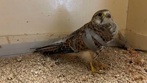 Ein Bussard mit einem gebrochenen Flügel in einem Käfig der Auffangstation für Wildtiere Saarburg