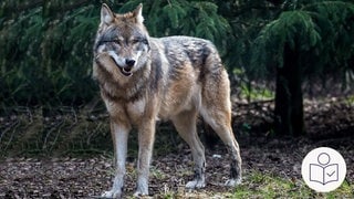 Ein Wolf steht auf einem Erd·boden. Im Hintergrund ist ein Nadel·baum. Rechts das SWR Logo für Leichte Sprache.