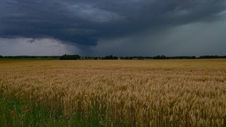 Dunkle Wolken über einem Getreidefeld. Am Dienstag sind in RLP Gewitter mit Starkregen möglich.