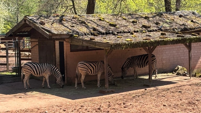 Zebras im Zoo Kaiserslautern