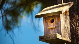 Nistkasten hängt am Baum