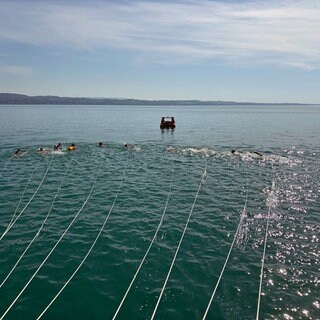Schwimmer ziehen Fähre mit Seilen im Bodensee