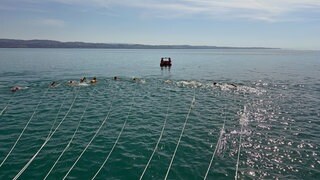 Schwimmer ziehen Fähre mit Seilen im Bodensee