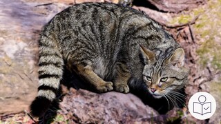 Das ist ein Beispiel·bild: Eine Wild·katze im National·park Hunsrück-Hochwald. Rechts das SWR Logo für Leichte Sprache. 
