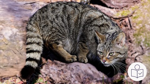 Das ist ein Beispiel·bild: Eine Wild·katze im National·park Hunsrück-Hochwald. Rechts das SWR Logo für Leichte Sprache. 