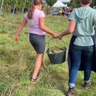 Traubenlese im Kinderwingert
