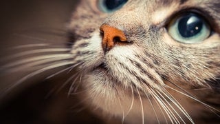 Gesicht einer Katze