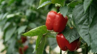 Eine Paprika in einem Garten mit reifer Frucht, nach dem Aussäen und Anbauen. Zu selben Zeit sind im Frühjahr Chili und Peperoni reif.
