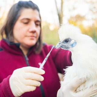 Der Basler Zoo hat fast 300 Wildvögel gegen die Vogelgrippe geimpft.