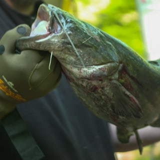 Ein Mann mit Handschuhen hält einen Wels in der Hand.