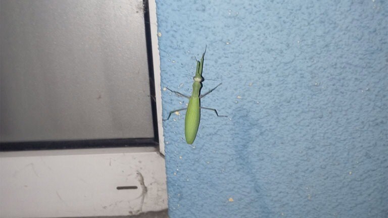 Userin Blueeys ist dieser schönen Gottesanbeterin in Ludwigshafen begegnet.