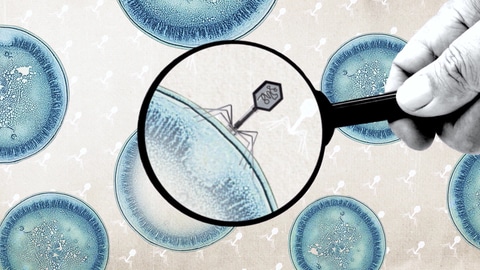 Eine Grafig der Phage (des Virus) den die Schülerinnen im Rahmen des Jugend forscht Projekts entdeckt haben.