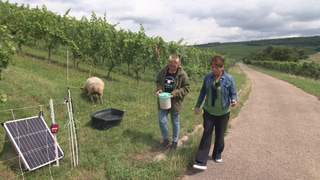 Reporterin Sonja Faber-Schrecklein läuft mit Weinerlebnisführerin Anke Schäffer an einem Schaf vorbei, im Hintergrund erstreckt sich die Weinberg-Landschaft.