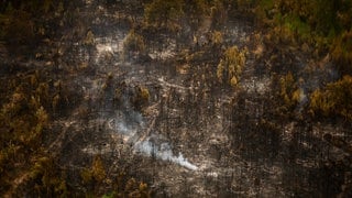 Rauch, der aus einem Waldbrand in einem bereits abgebrannten Gebiet auftsteigt. (Symbolbild)