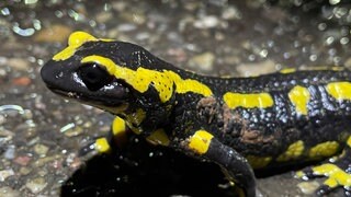 Ein Feuersalamander auf der Kreisstraße bei Wachenheim.