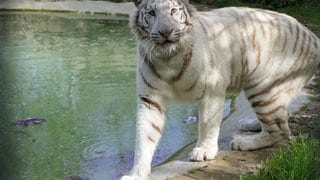  Aus illegaler Privathaltung gerettet: Die weiße Tigerin Charlota lebt seit 2023 in der Großkatzenstation in Maßweiler.