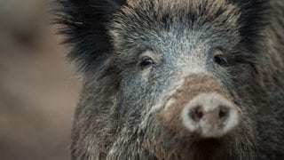 Ein Wildschwein steht im Freien (Symbolbild). Auf der A6 bei Kirchardt ist wegen Wildschweinen zu Unfällen gekommen. 