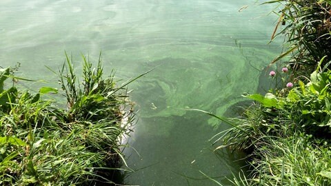 Grünliche Schlieren auf einem Badesee - Blaualgen breiten sich aus