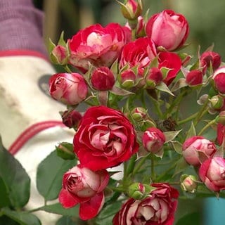 Rosen