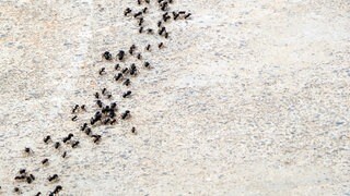 Mehrspurige Ameisenstraße. Wie kann man Ameisen im Haus, Garten oder auf der Terrasse bekämpfen?