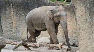 Elefant Yadanar ist gut im Zoo Emmen angekommen und erkundet sein neues Gehege