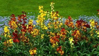 Blütenpracht in einem Garten mit Goldlack und Vergißmeinnicht. Diese Pflanzen sind zweijährig und brauchen kaum Pflege.