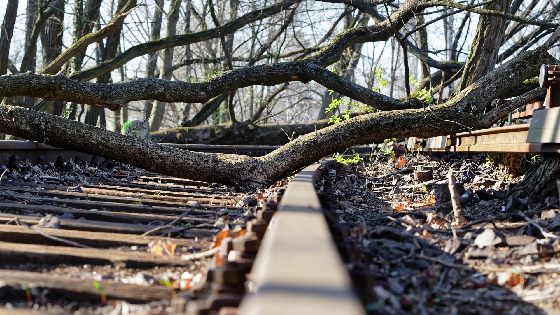 Baum stürzt auf Gleise: Bahnstrecke bei Bad Wimpfen gesperrt