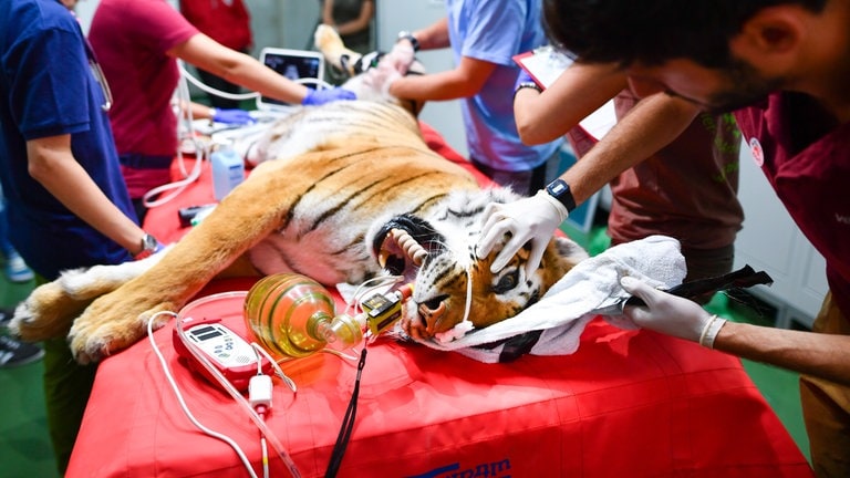 Ein Medizin-Check für ein Tigerweibchen in der Tierauffangstation in Massweiler.