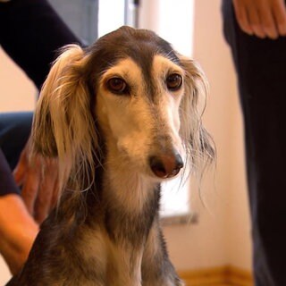 ein Windhund