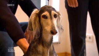 ein Windhund