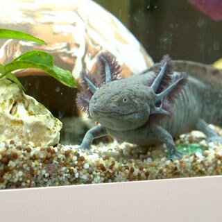 Axolotl