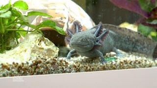 Axolotl