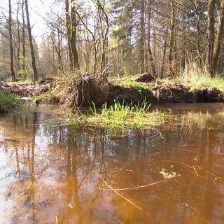 Tümpel