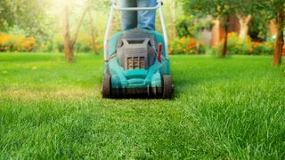Rasen mähen und düngen im Frühling: Mit dem Rasenmäher wird eine dichte Grünfläche gemäht.
