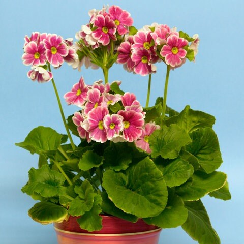 Eine langstilige Zimmerprimel mit pinken Blüten in einem Keramiktopf.
