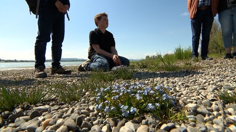 Ein Kind sitzt am Kiesstrand des Bodensees, im Vordergrund ein Bodensee-Vergissmeinnicht.