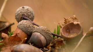 Eicheln einer Stieleiche - wertvolles Saatgut für Wald im Klimawandel