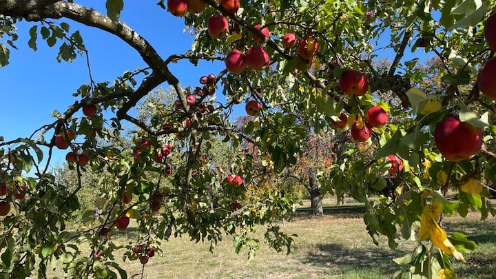 Viele Äpfel hängen an einem Apfelbaum auf einer Streuobstwiese.