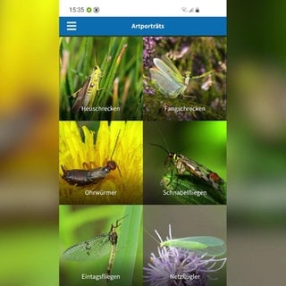Ein Beispiel Screenshot aus der Erkennungs-App