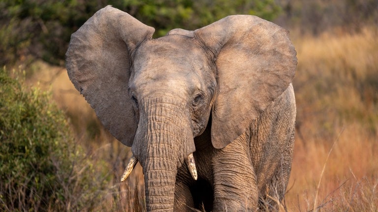 Ein Elefant in Südafrika - Achill und Aaron Moser, Abenteurer