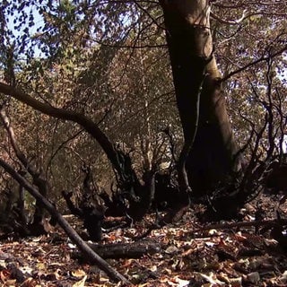 trockener Waldboden
