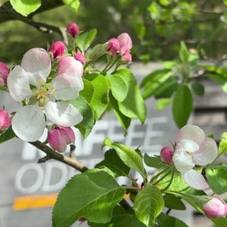 Blüten eines Apfelbaums