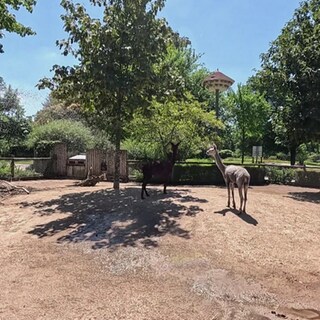 Die Alpakas im Karlsruher Zoo genießen die Sonne und eine Wasserdusche.