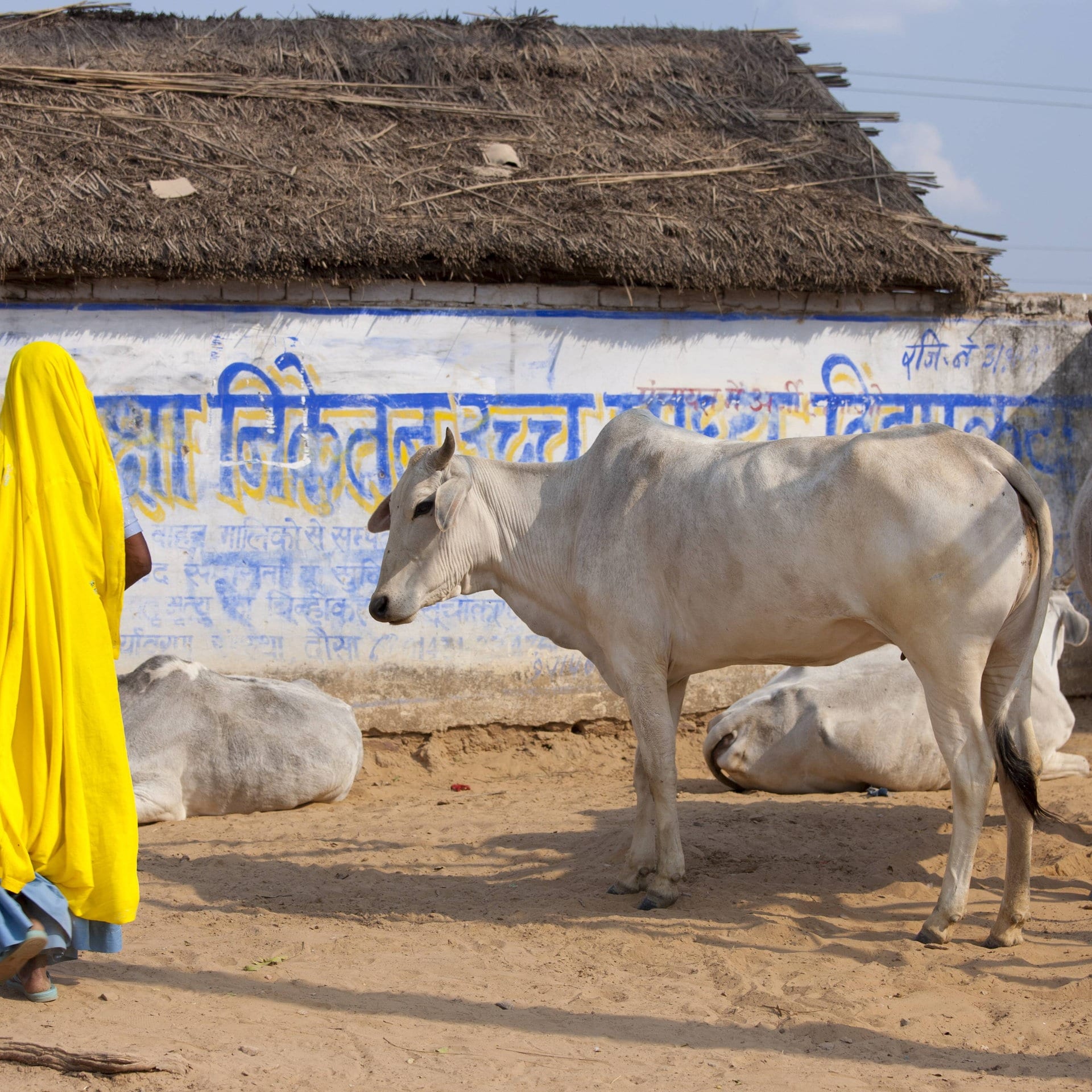 Indien: Mit Kuh-Urin gegen die Düngerkrise