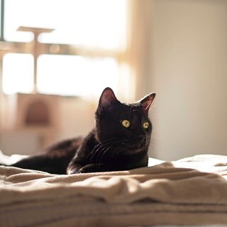 Schwarze Katze liegt auf dem Sofa