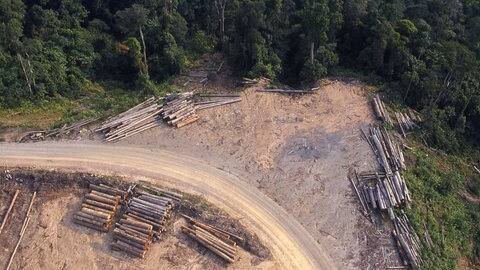 Die Abholzung von Regenwäldern bedroht die Lebensräume vieler Primaten.