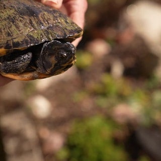 Schildkröte