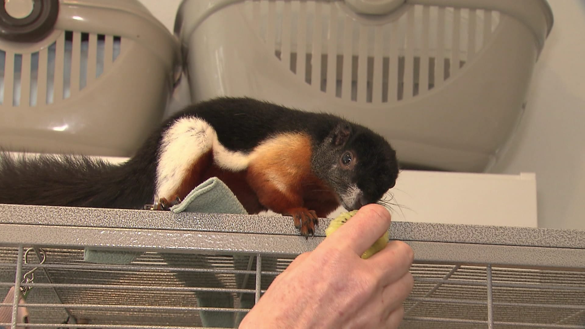 Eichhörnchenhilfe rettet exotisches Schönhörnchen
