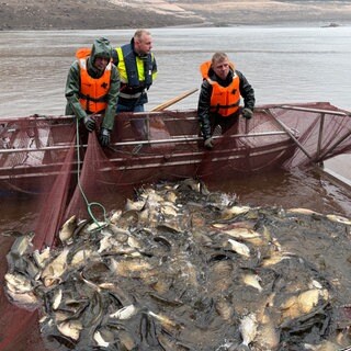 Stausee der Schwarzenbachtalsperre Forbach wird leergefisch, damit das Wasser für Arbeiten an der Staumauer abgelassen werden kann.